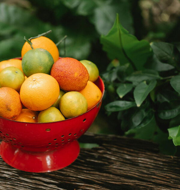 Citrus: Plant of the Month