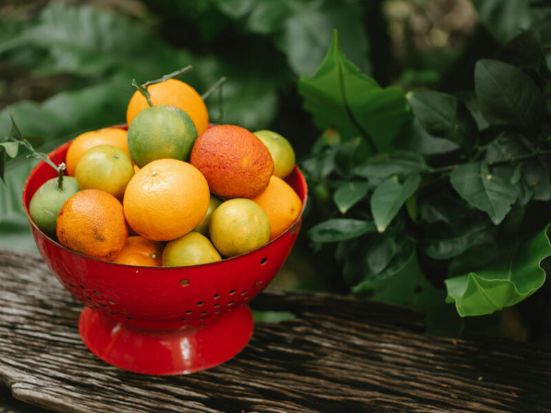 Citrus: Plant of the Month