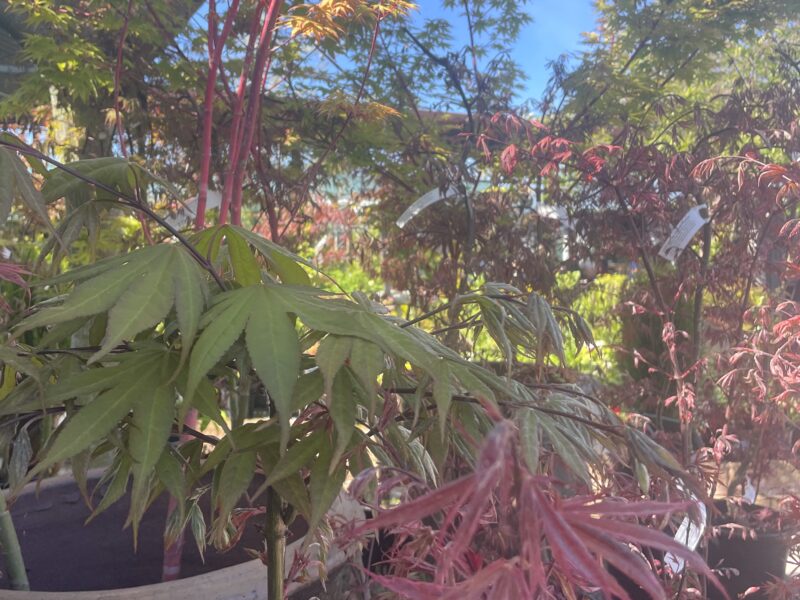 Acers – Plant of the Month Acers – Plant of the Month