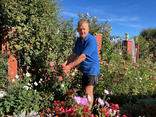 Michael Brown Rose Pruning