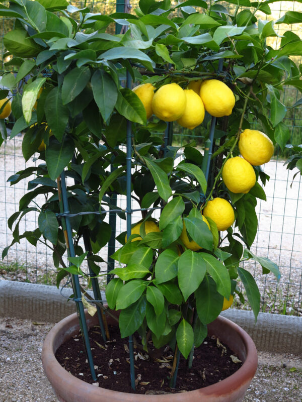 Meyer Citrus – Plant of the Month Meyer Citrus – Plant of the Month