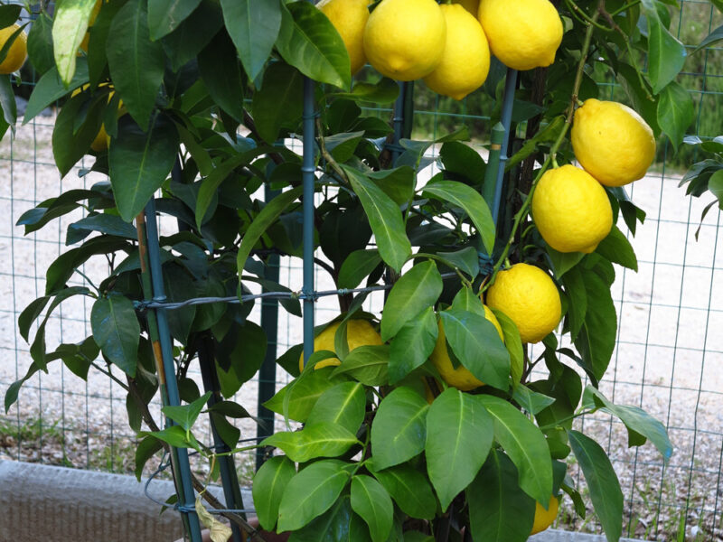 Meyer Citrus – Plant of the Month Meyer Citrus – Plant of the Month
