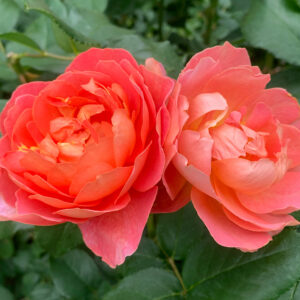 New Seasons Roses – Plant of the Month