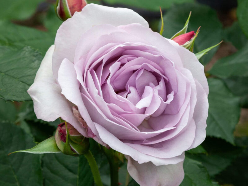 Planting and caring for Roses