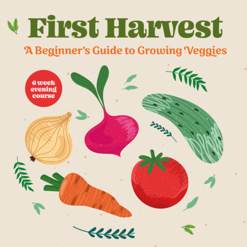 First Harvest - a beginners guide to growing veggies