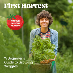 A beginners guide to growing veggies