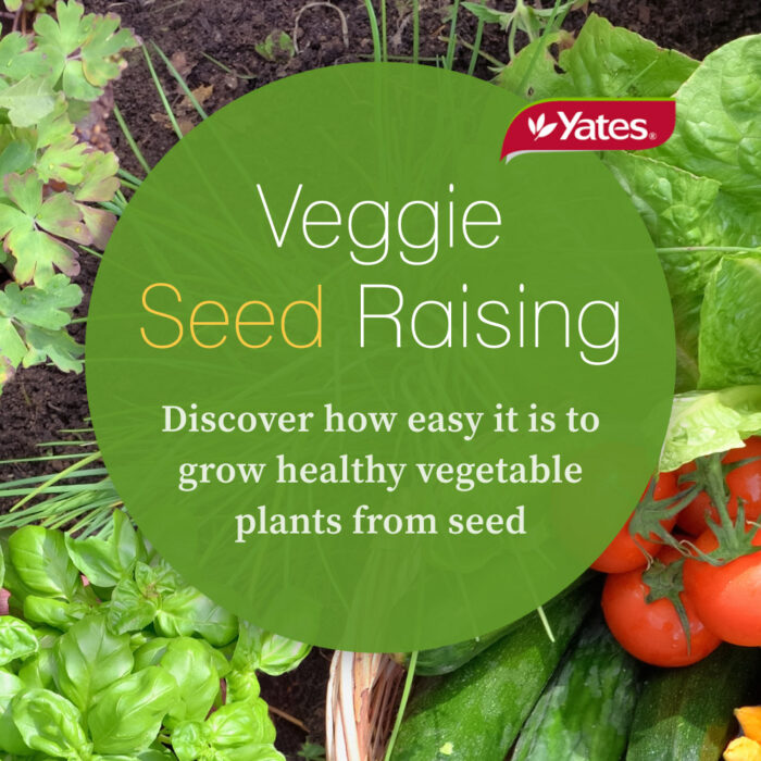 Veggie Seed Raising