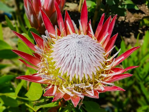 Proteas – Plant of the Month Proteas – Plant of the Month